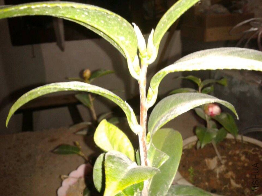 �ú�������