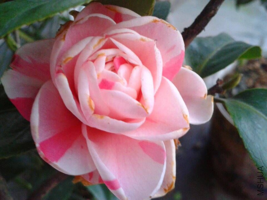QQͼƬ20160219105050.jpg