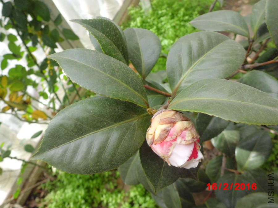 CIMG7690.JPG