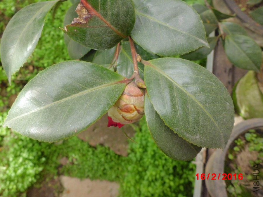 CIMG7691.JPG