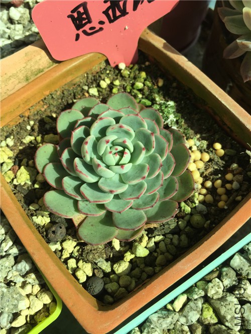 ����ŵ