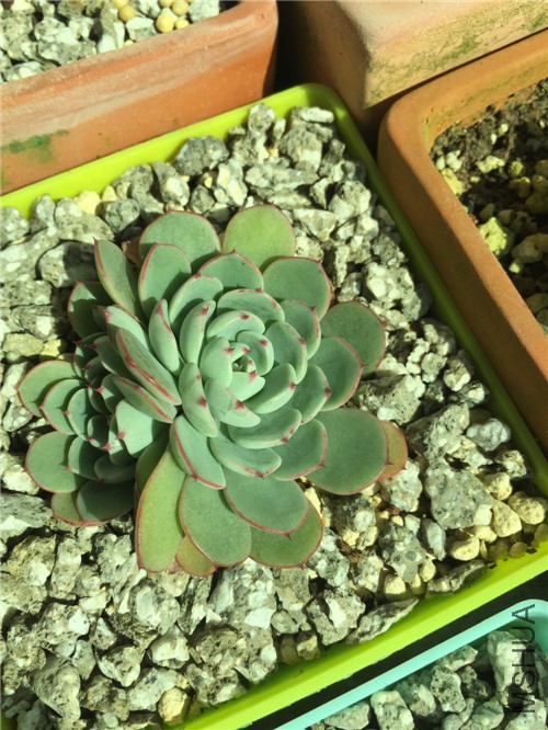 ����ŵ