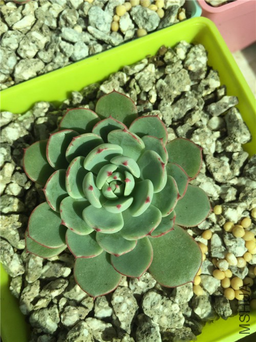 ����ŵ