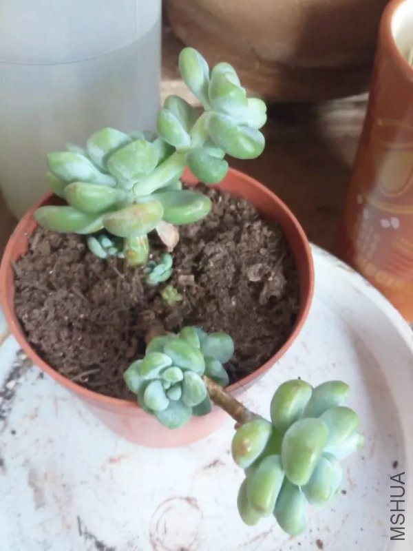 �������Ͷ�