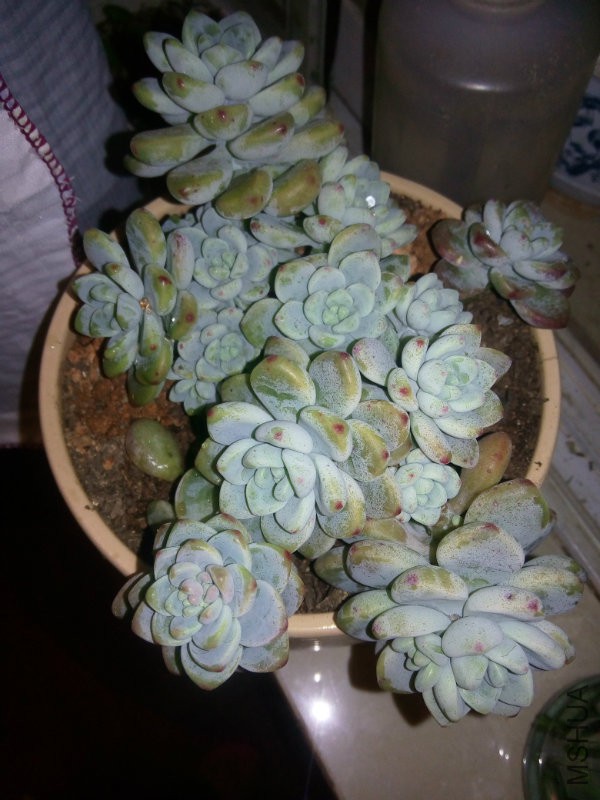 �Ͷ������˴���