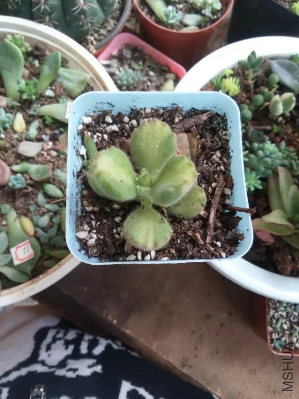 ���ܣ�������ҶƬ��