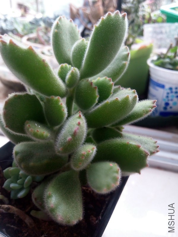 �����ʷ���