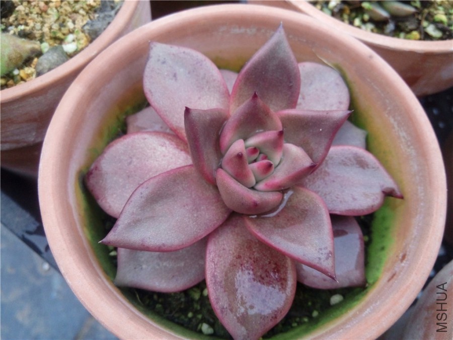 4.����ŷ