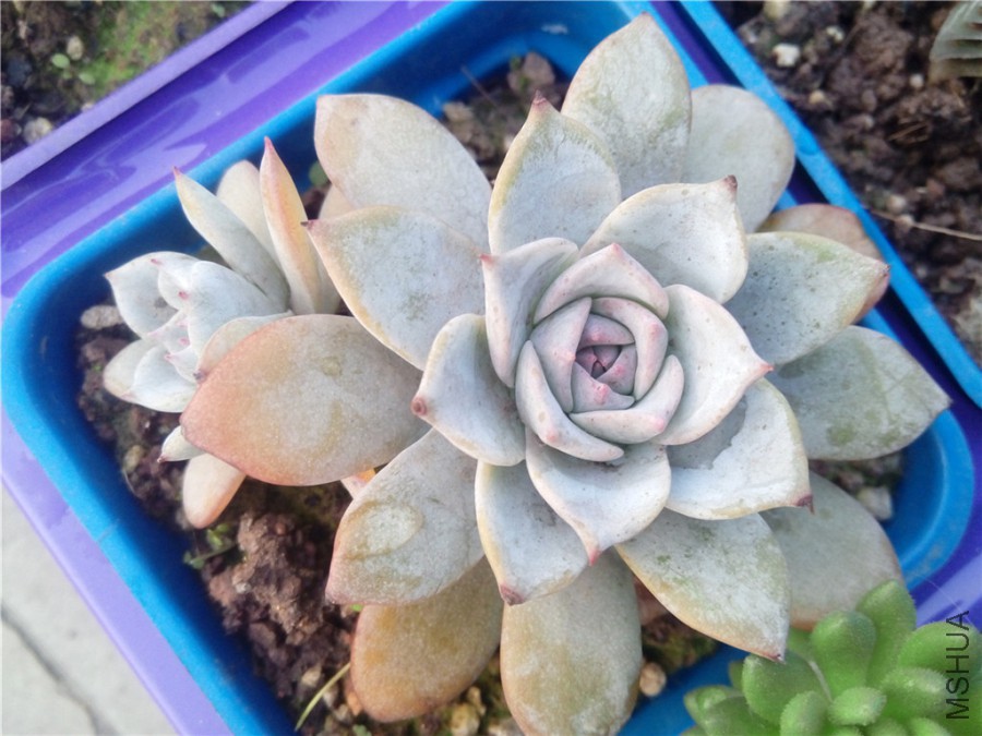 6.Ӧ������ʯ����