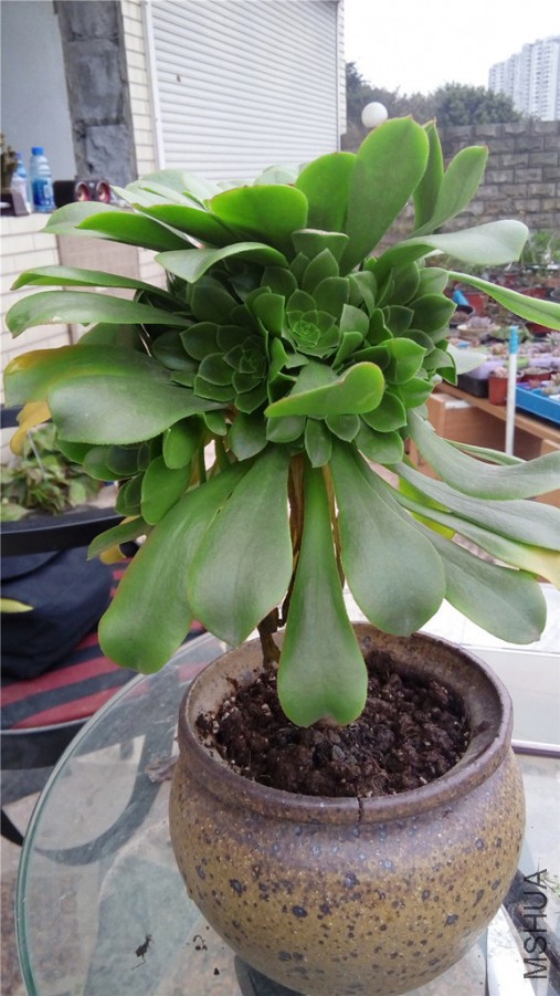 15.���̷�ʦ