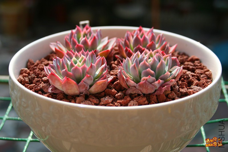 ��Ƭ 030_����.jpg