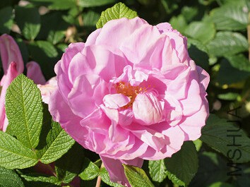 Belle poitivine4.jpg