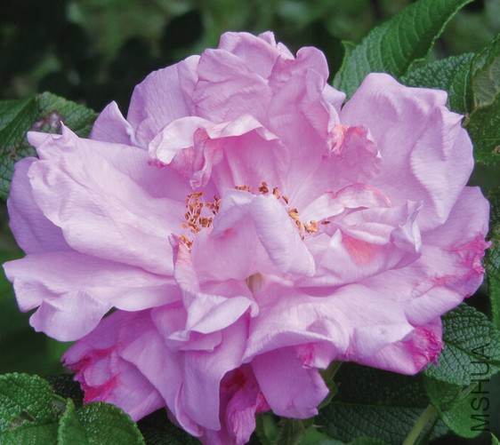Belle poitivine��ʱ.jpg