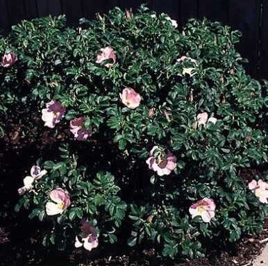 Fru Dagmar Hastrup2.jpg