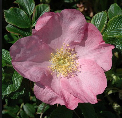 Fru Dagmar Hastrup4.jpg