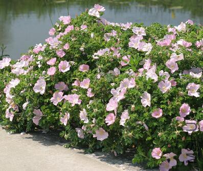 Belle poitivine��ʱ.jpg