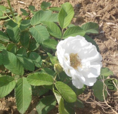 Belle poitivine��ʱ.jpg