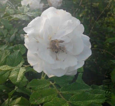 Belle poitivine��ʱ2.jpg