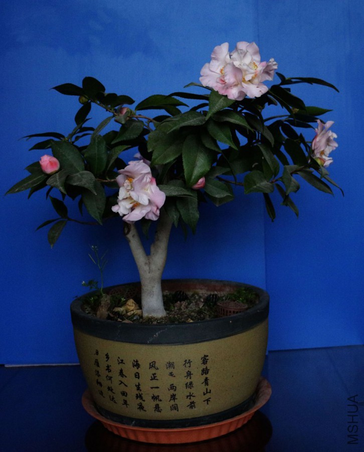 1.JPG