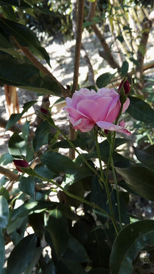 IMG_20160208_115334.jpg
