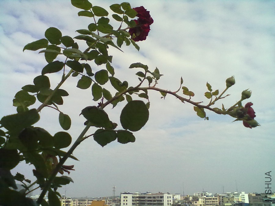 �≺�ܴa��xinzefeng.��.jpg