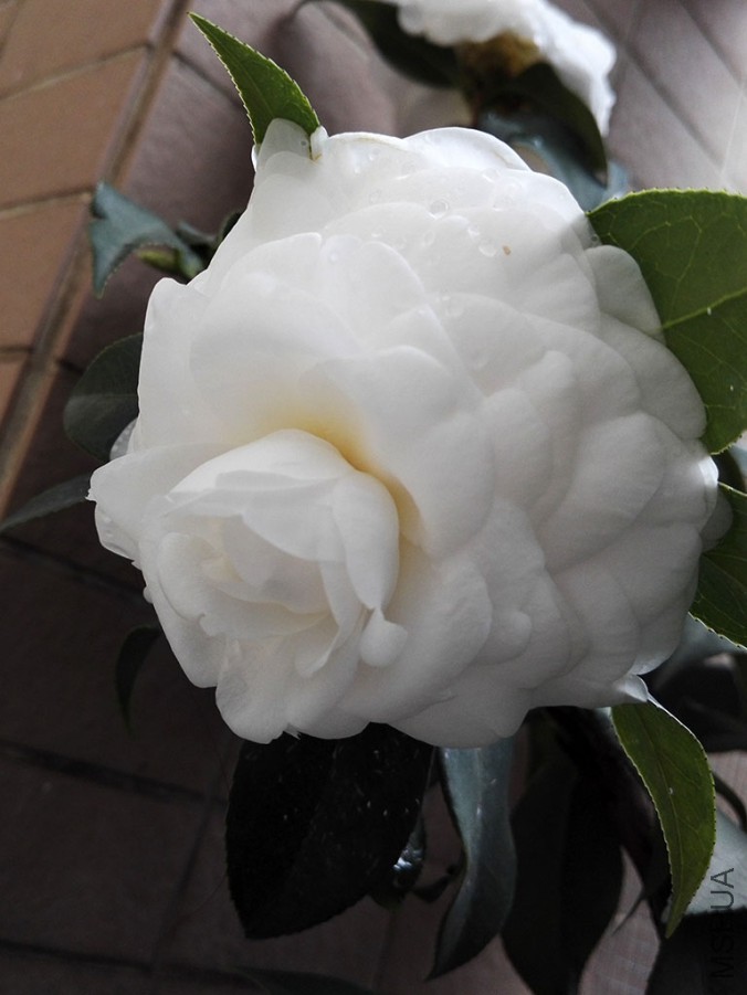 IMG_20160111_113040.jpg