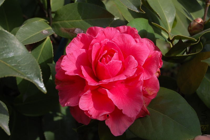 DSC_30130296.JPG