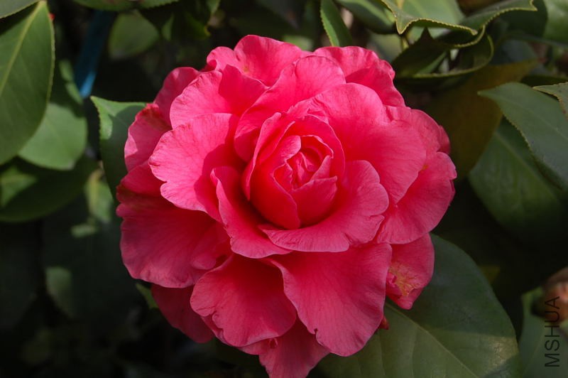 DSC_30090292.JPG