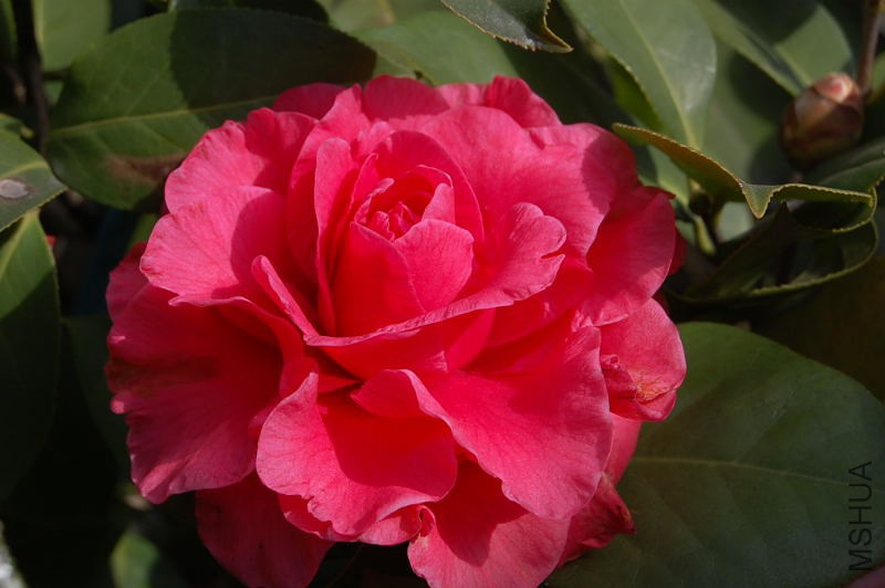 DSC_30020285.JPG
