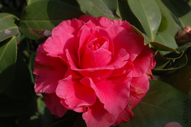 DSC_30010284.JPG