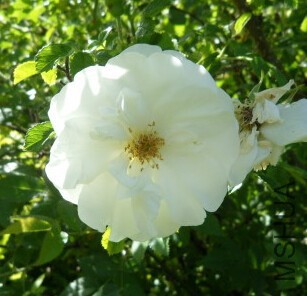 Belle poitivine��ʱ.jpg