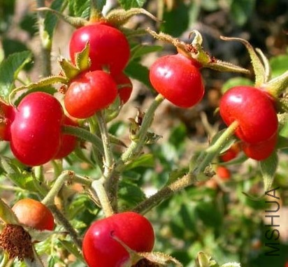 Belle poitivine��ʱ.jpg