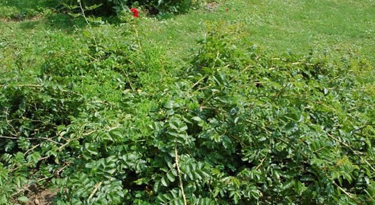 Belle poitivine��ʱ.jpg