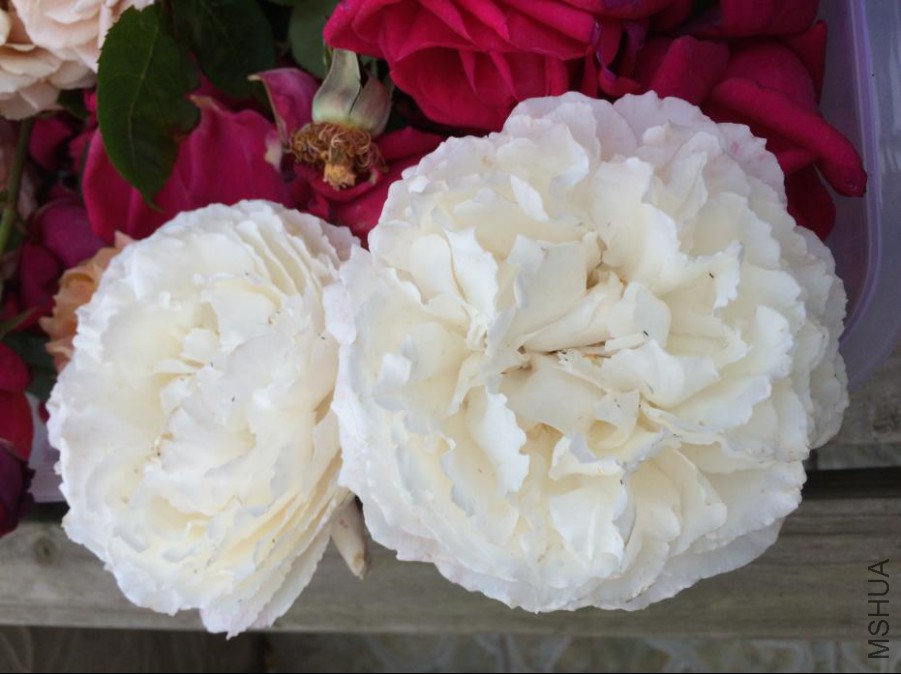 ������Ҳ����