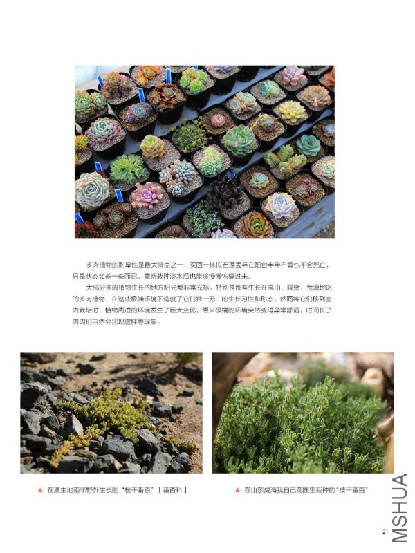 花也�?���?��21.jpg