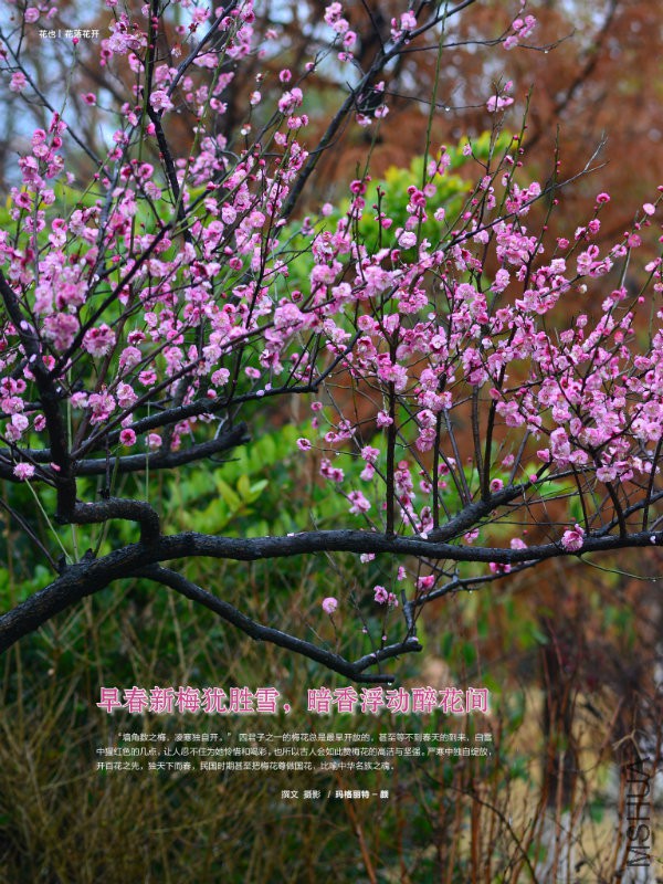 花也�?���?��24.jpg