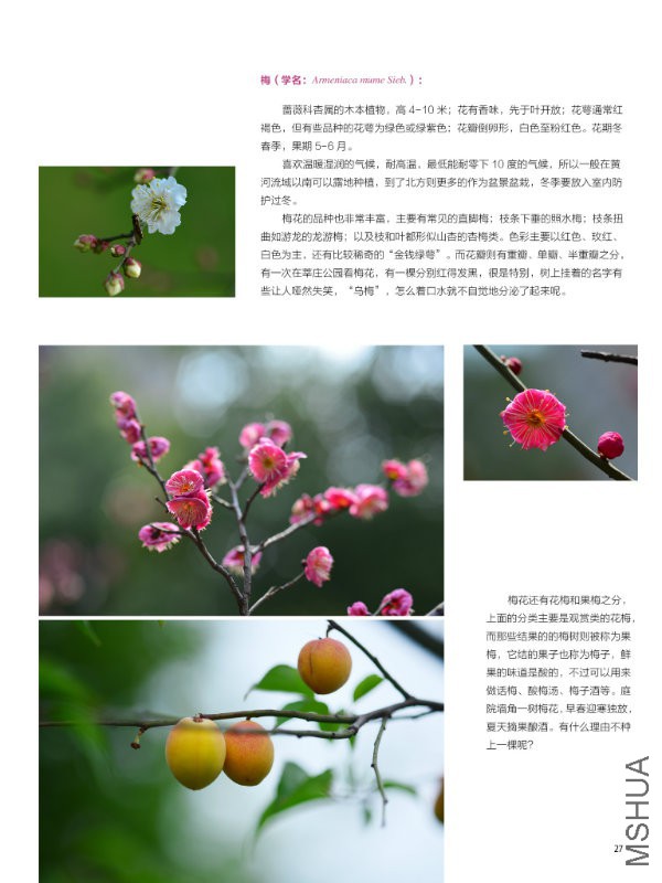 花也�?���?��27.jpg