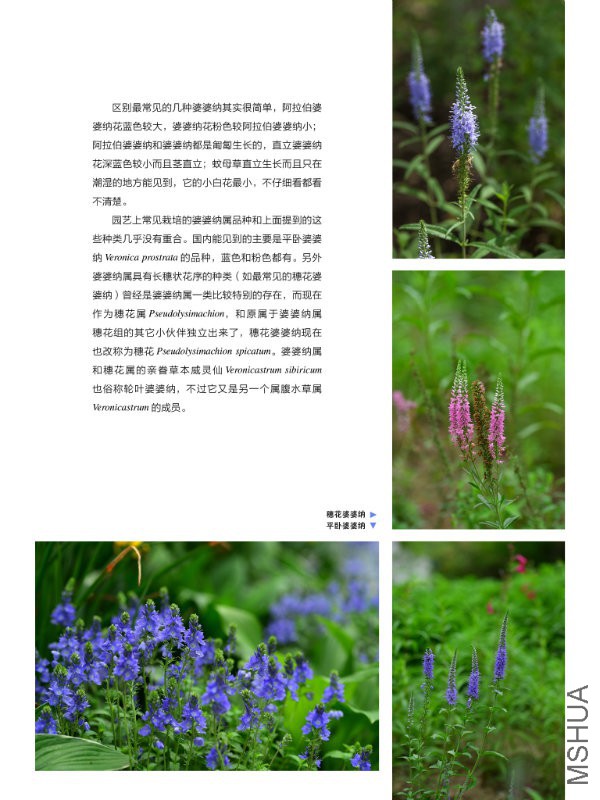 花也�?���?��33.jpg