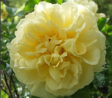 Belle poitivine��ʱ.jpg