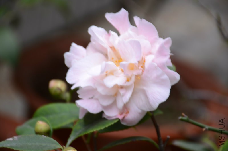 DSC_1796.JPG