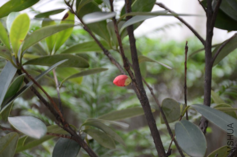 DSC_1819.JPG