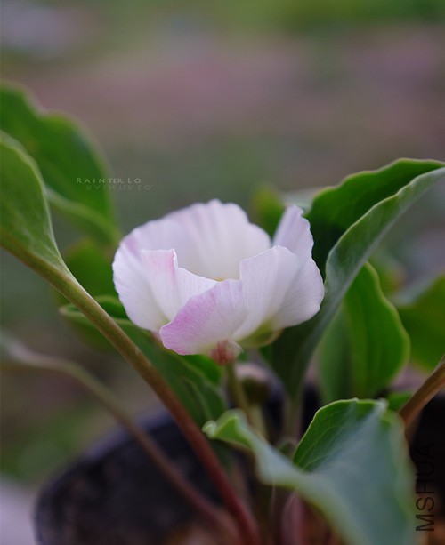 DSCF0688.JPG