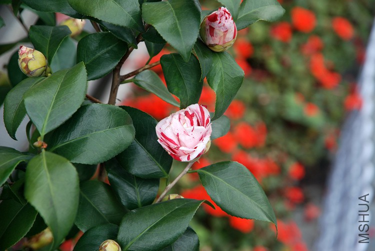 DSC_4679.JPG