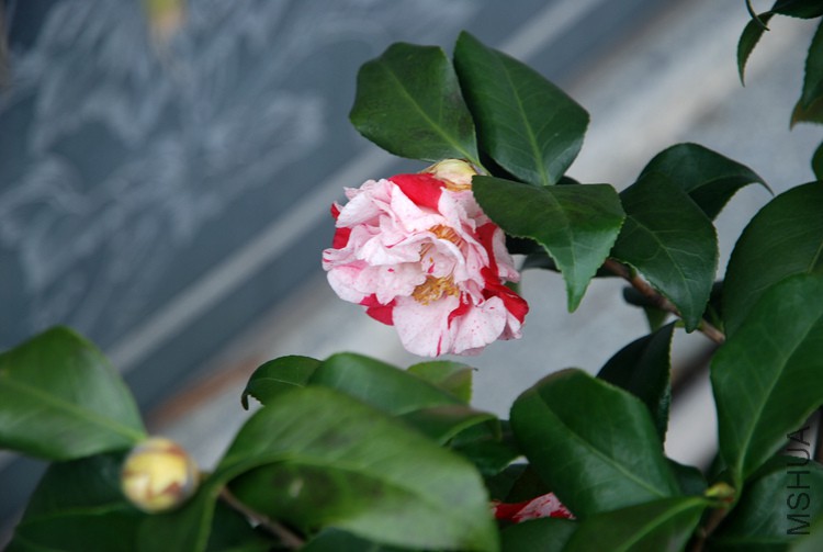 DSC_4680.JPG