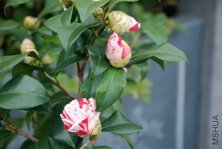 DSC_4681.JPG