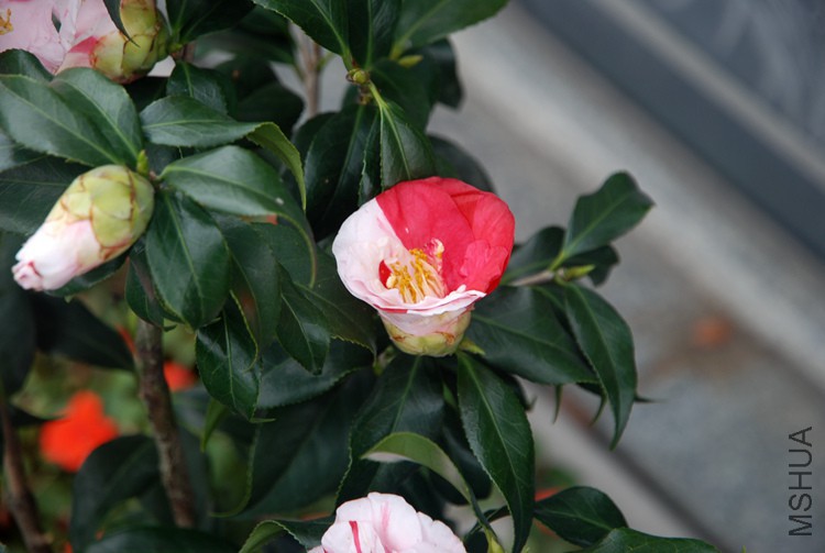 DSC_4682.JPG