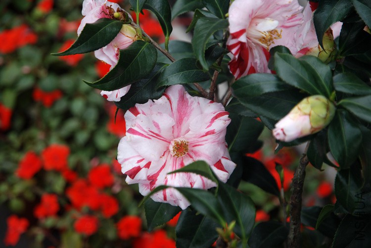 DSC_4683.JPG