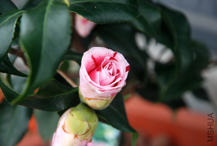 DSC_4685.JPG