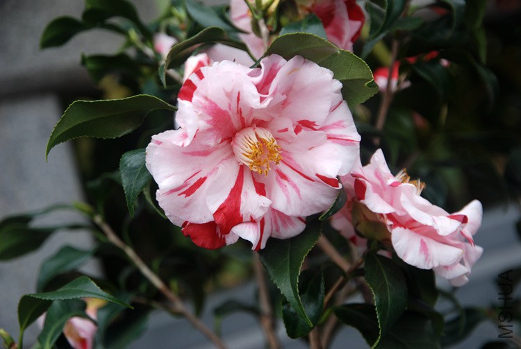 DSC_4686.JPG