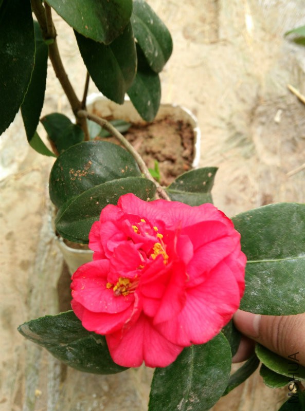 IMG_20160221_144601.jpg